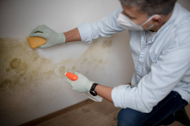 Best Best Mold Removal Companies  in Hidden Valley, IN
