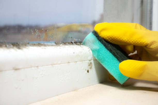 Best Local Mold Removal Service  in Hidden Valley, IN