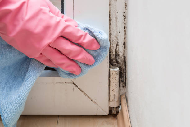 Best Attic Mold Removal  in Hidden Valley, IN