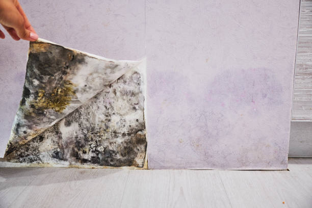 Best Crawl Space Mold Removal  in Hidden Valley, IN